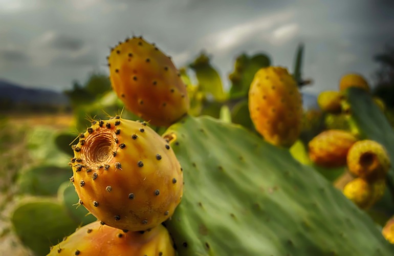 Fichi d'india calorie 