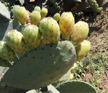 campo-ficodindia_frutto