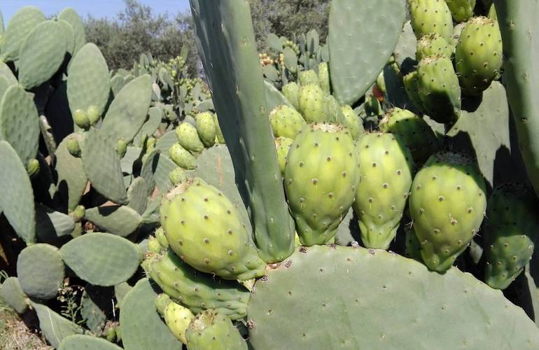 coltivazione-ficodindia