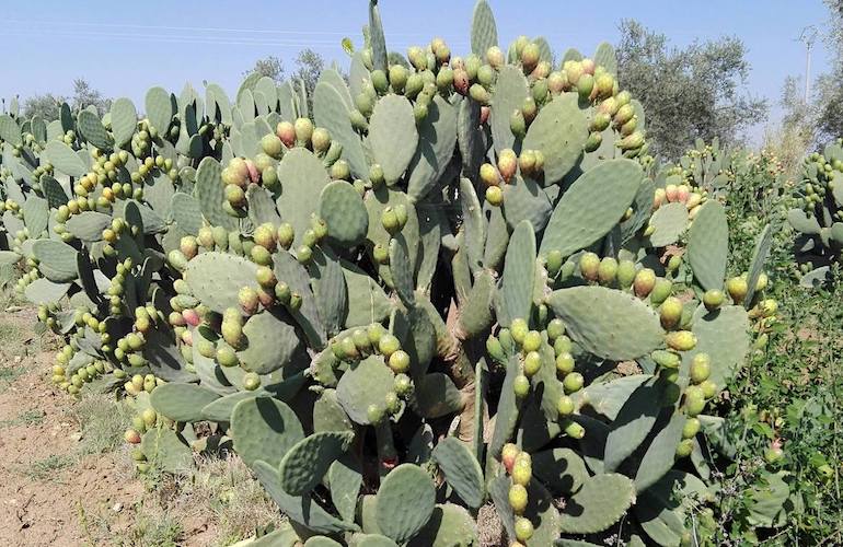 ficodindia coltura-produttore