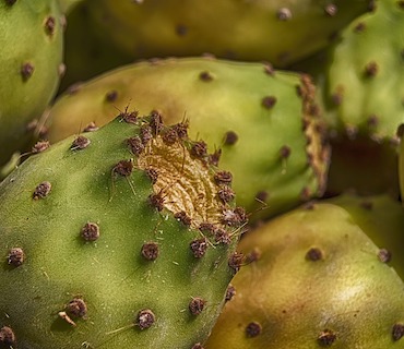 ficodindia-fratelli-amntione