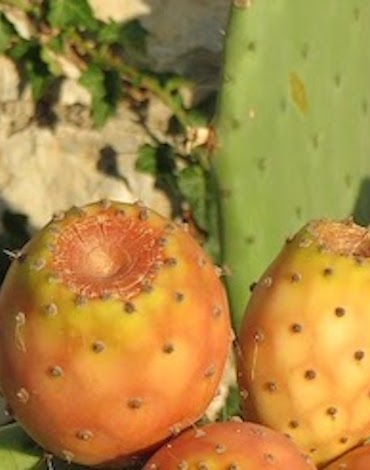 frutti-dei-fichi-dindia