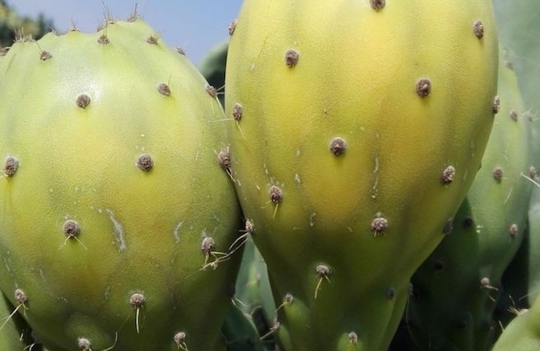 il ficodindia in sicilia 