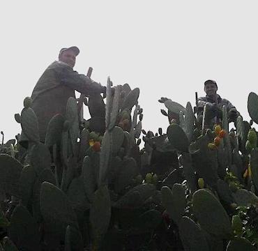 coltivazione-ficodindia