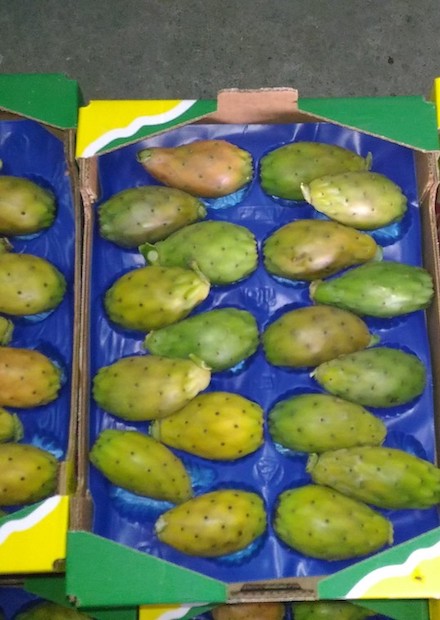 distribuzione-ficodindia-italia