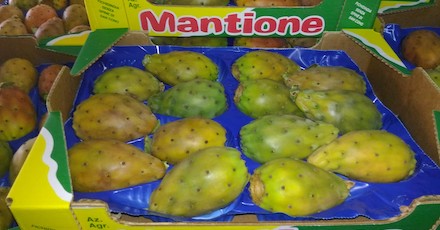 mantione-ficodindia-san.cono
