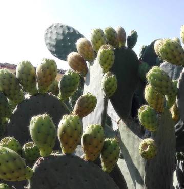 mantione-sicilia-ficodindia