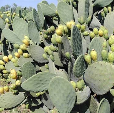 sicilia_san-cono-ficodindia-produttore