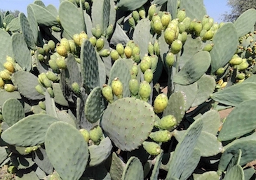 ficodindia-produce-sicilia