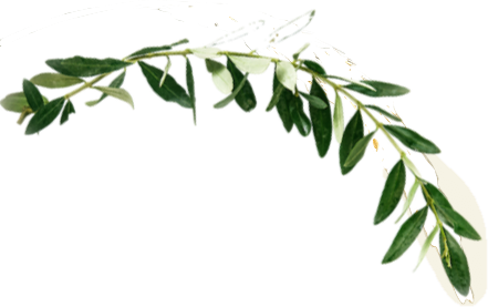 ramo di olivo sicilia